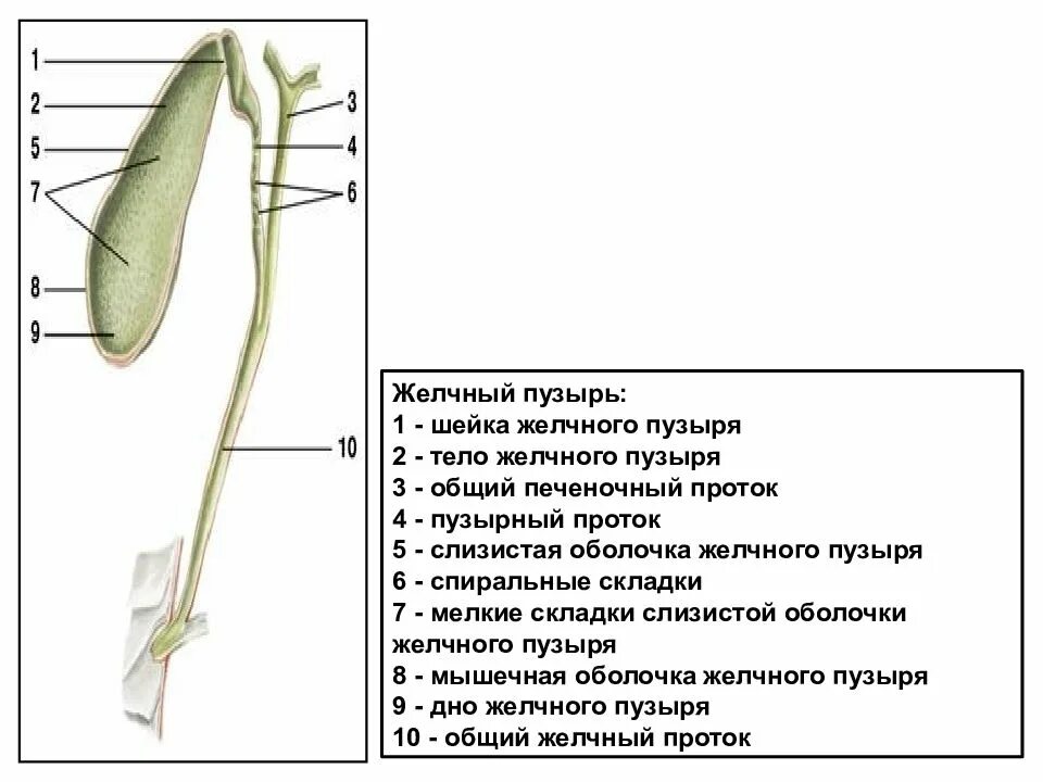 Желчный пузырь шейка тело. Оболочки желчного пузыря анатомия. Перегиб желчного пузыря в средней трети. Форма желчного пузыря с перегибом. Желчный пузырь с перегибами в области шейки и тела.