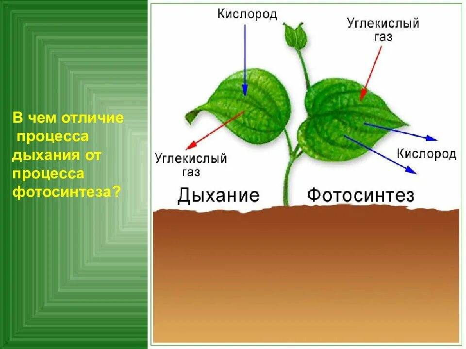 Какой процесс дыхания растений