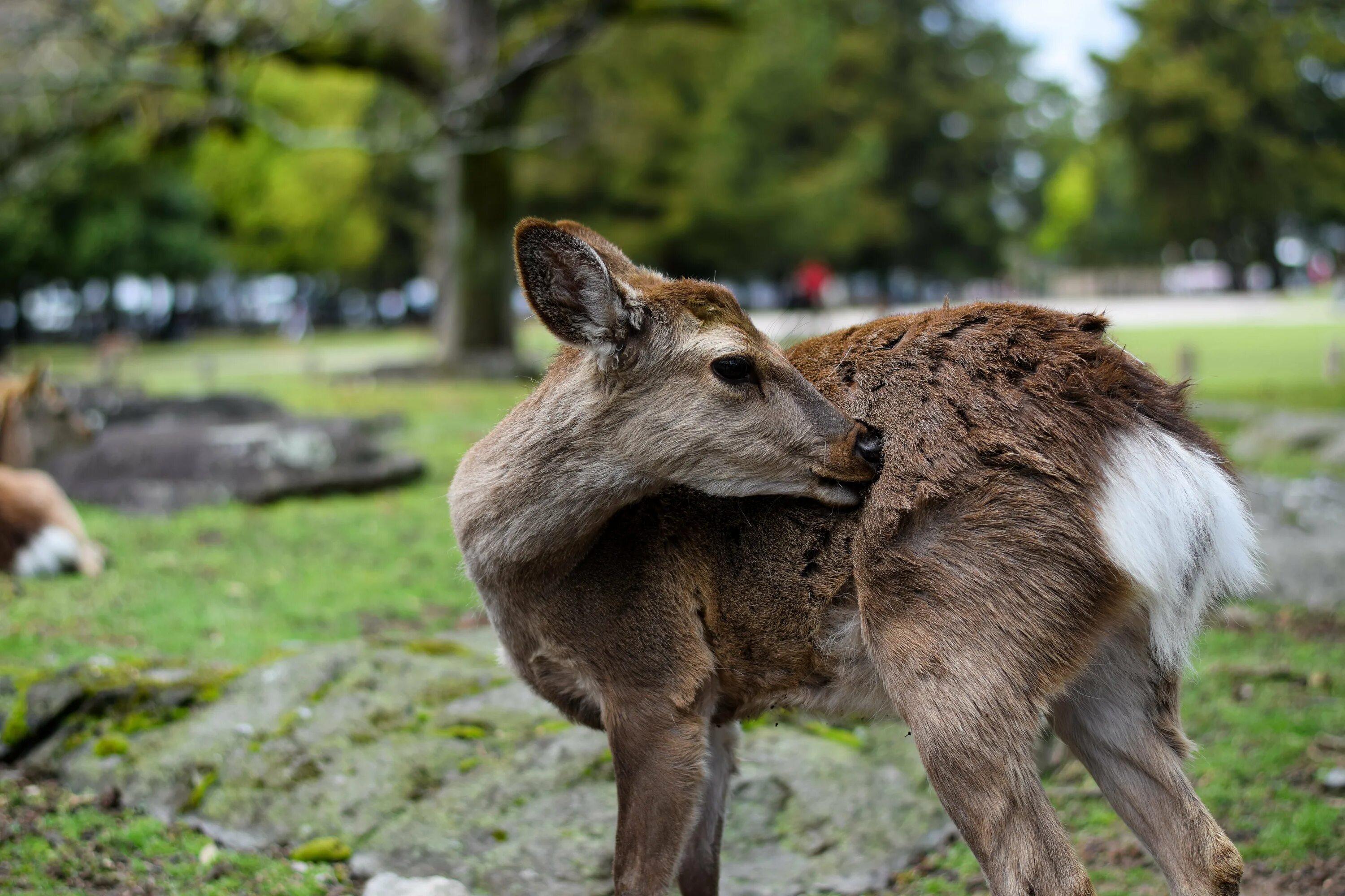 Домашние животные нижний новгород. Schleich тапир 14615. В некотором царстве рязань зоопарк. Игрушки животные. Приют зоозащита в нижнем новгороде.