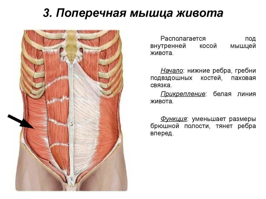 Мышцы живота вид спереди. Поперечная косая мышца живота функции. Поперечная мышца живота начало и прикрепление. Толстая брюшная стенка