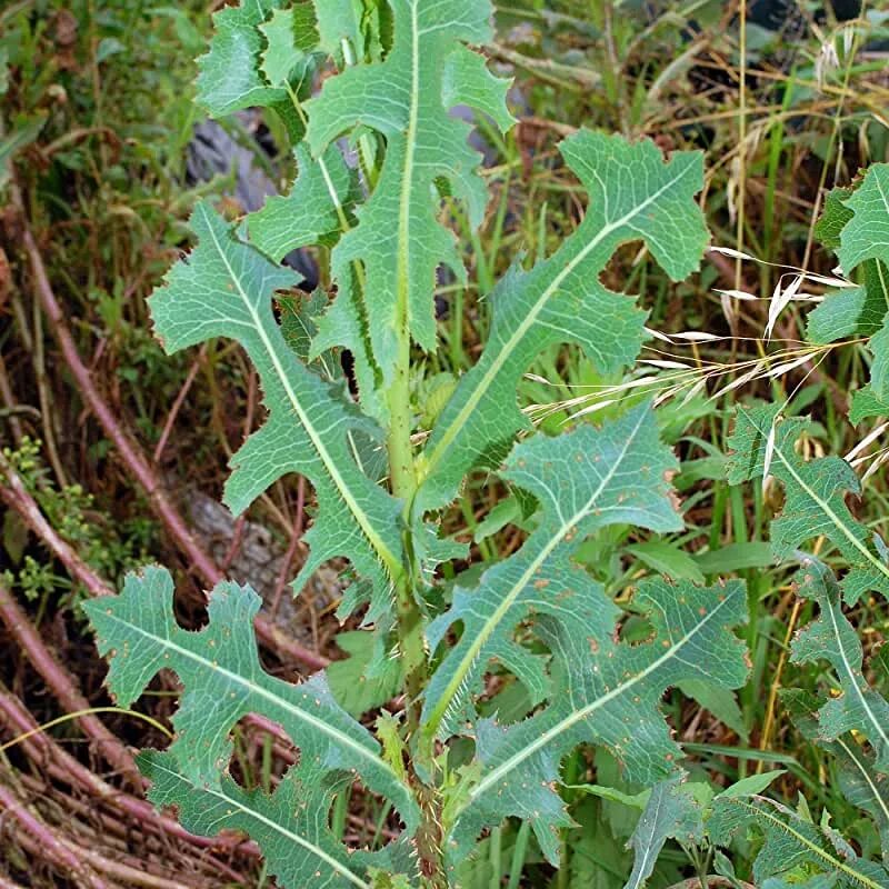File:Starr 030202-0079 Lactuca sativa.jpg - Wikimedia Commons
