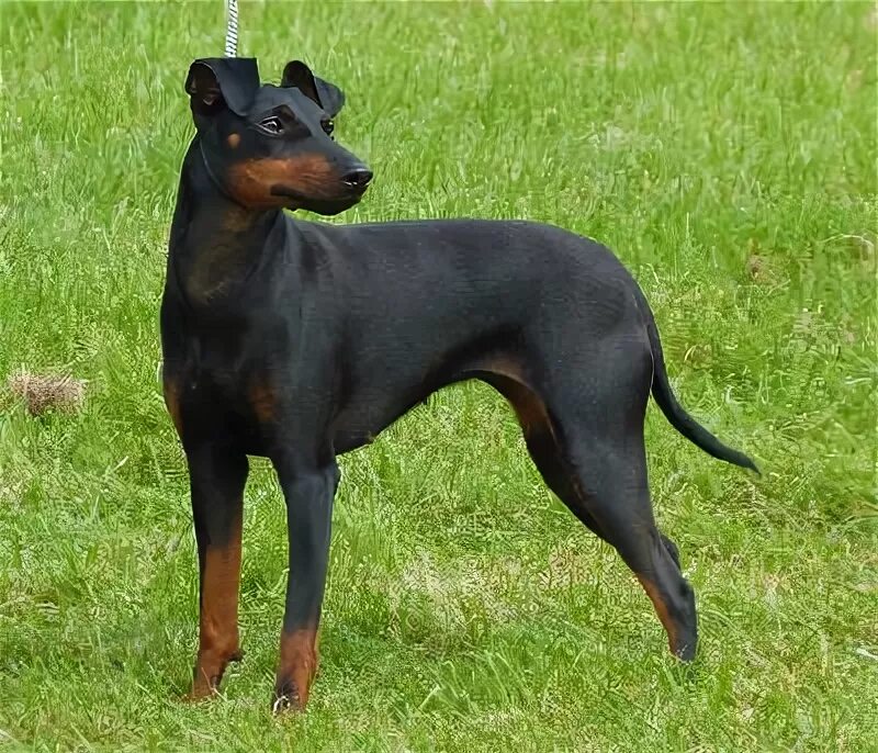 Manchester terrier. Manchester terrier. Манчестерский черно-подпалый терьер. Манчестерский терьер. Манчестерский той терьер.