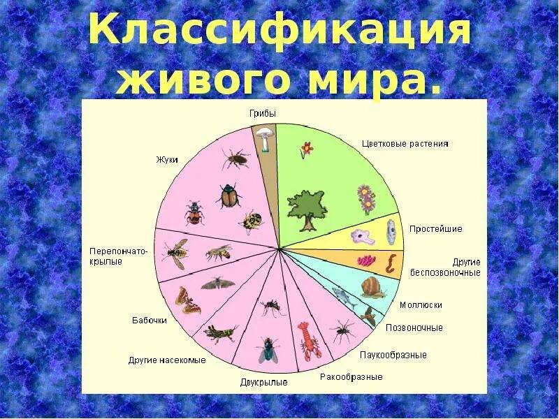 Систематика. Классификация живых организмов. Классификация живых существ. Классификация животных организмов.