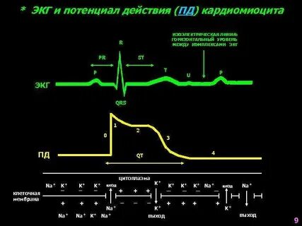 Экг потенциалы