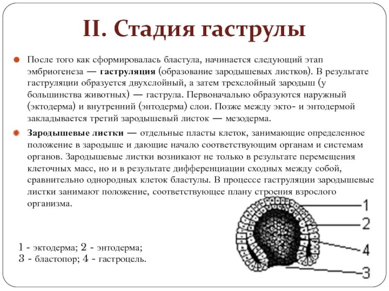 Эмбриогенез бластула. Онтогенез гаструла. 3 Стадии гаструляции эмбриогенеза животных. Гаструляция 3 слоя. Гаструла образуется в результате