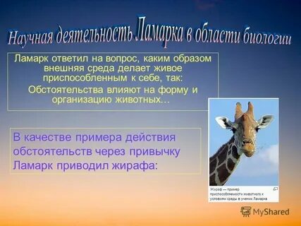 Система организации животных