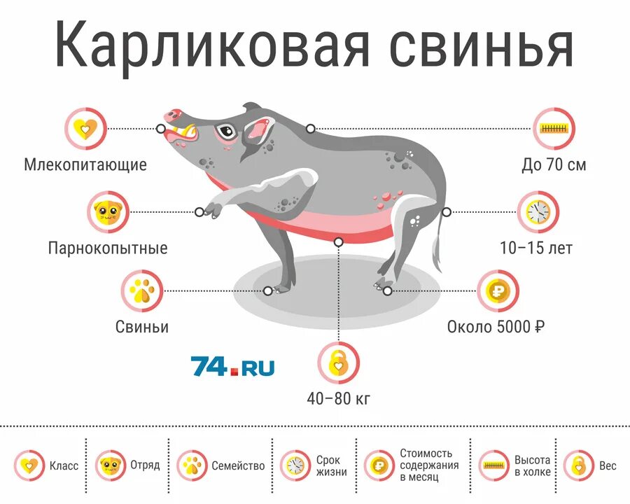 Продолжительность жизни свинки. Средняя Продолжительность жизни свиней. Продолжительность жизни свиньи в домашних. Сколько живут поросята.