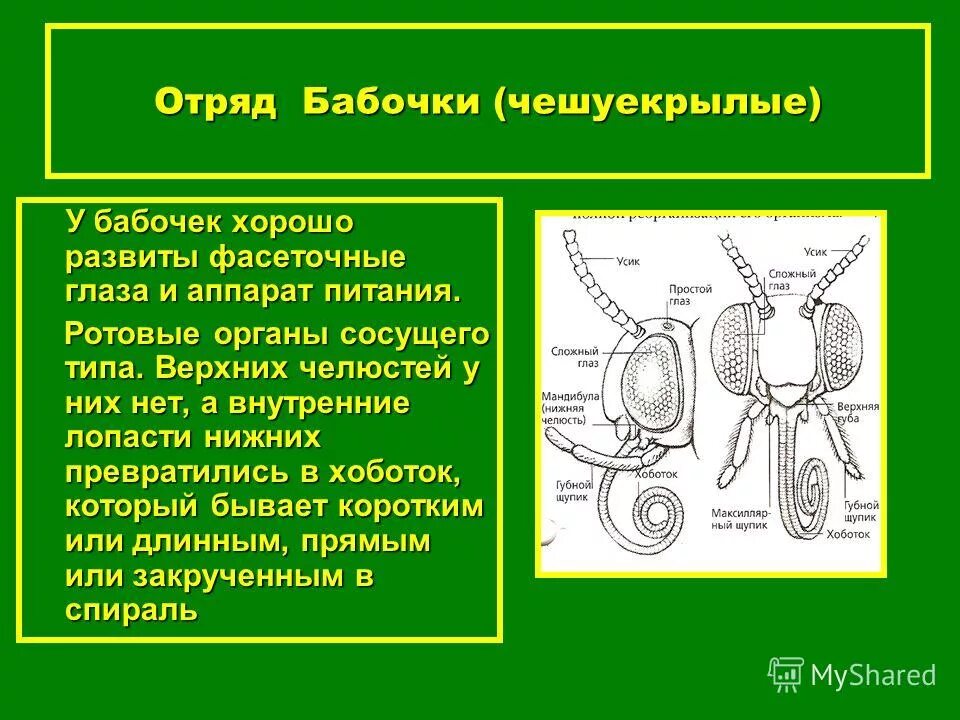 Сосущий ротовой аппарат бабочки. Сосущий тип ротового аппарата. Строение ротового аппарата бабочки. Строение ротового аппарата чешуекрылых. Строение ротового аппарата чешуекрылых.