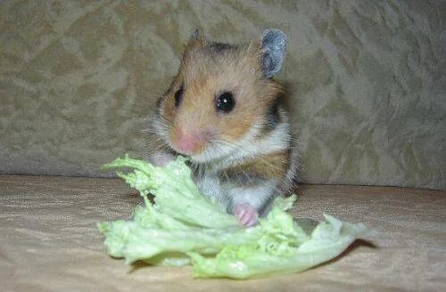 Хомяку давать капусту. Хомяк ест салат. Крыса ест салат. Хомяк кушает капусту. Мыши едят капусту.