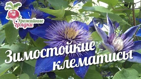 Клематис сохранить зимой