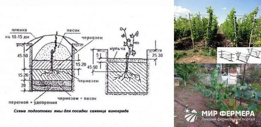 Схема посадки саженцев винограда. Высадка винограда в открытый грунт. Посадка винограда весной саженцами в открытый. Высаживаем виноград в открытый грунт весной. На какую глубину сажать виноград