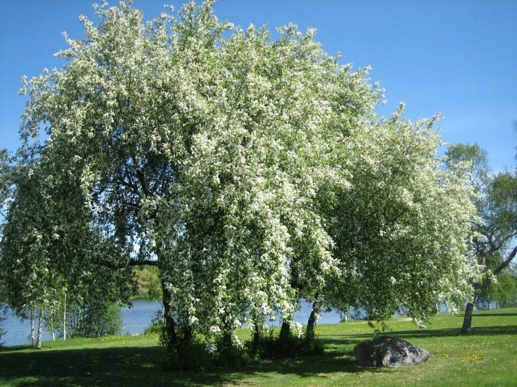 Как выглядит черемуха. Черемуха маака дерево. черемуха prunus padus. черёмуха обыкновенная дерево. черемуха обыкновенная prúnus pádus.