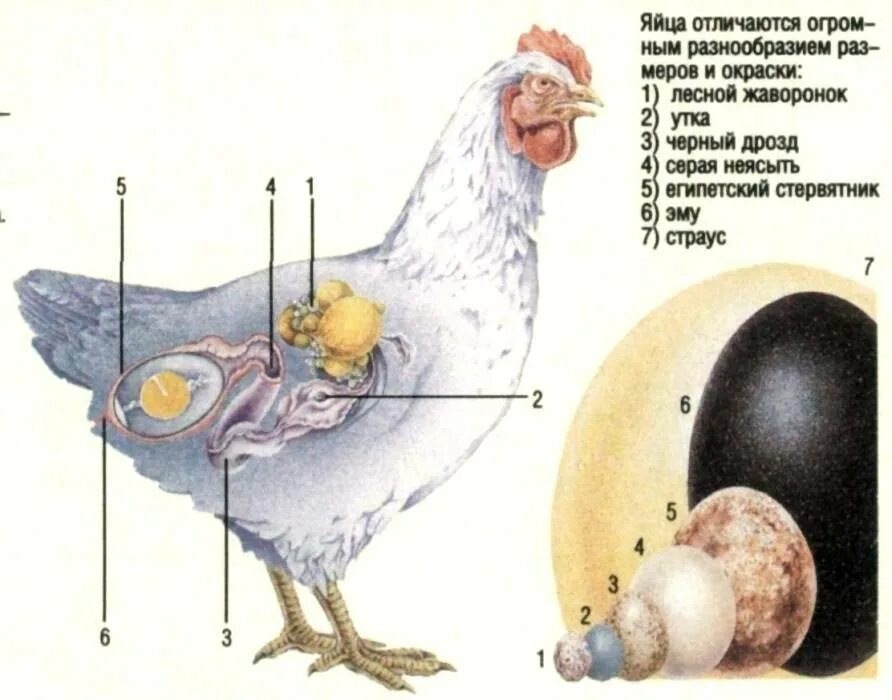 Покажи яйцо курицы. Строение курицы несушки. Строение тела курицы несушки. Строение яйца курицы.