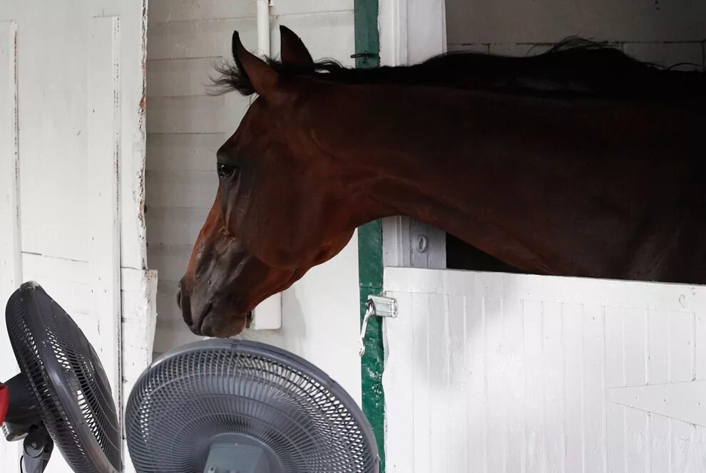Речная лошадь. Лошади жарко. Лошади жарко. Лошади в воде. Лошадь в жаркий летний день.