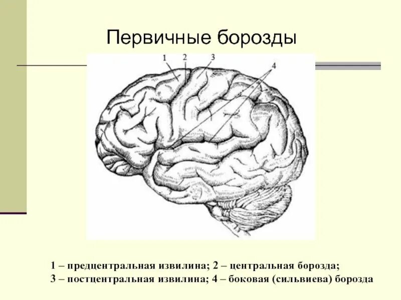 Центральная извилина мозга. Доли борозды и извилины головного мозга. Борозды и извилины больших полушарий. Сильвиева извилина. Центральная борозда и сильвиева борозда.