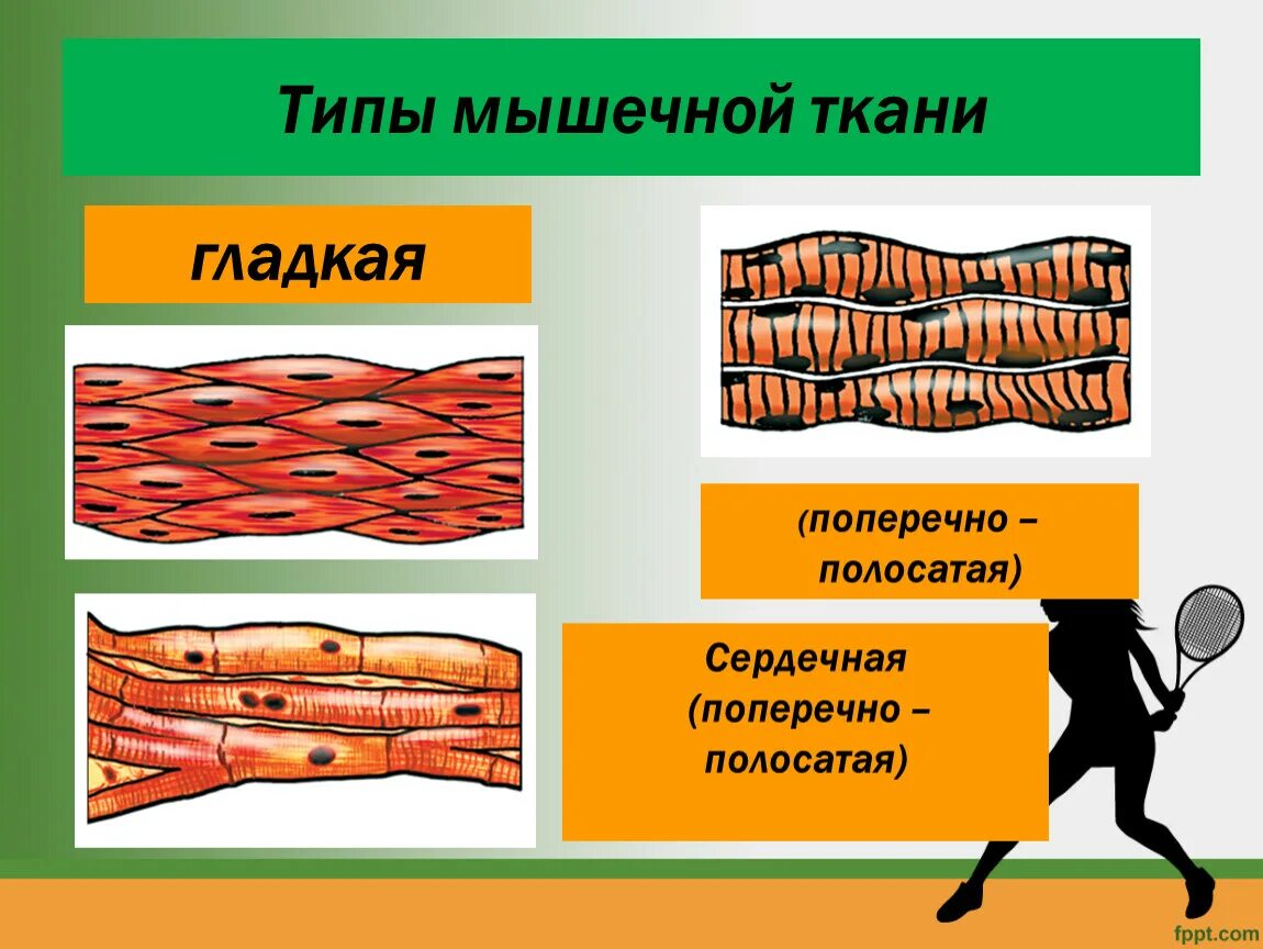 Гладкая мышечная ткань 8