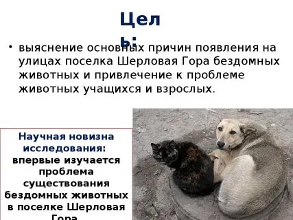 Причины появления бездомных животных
