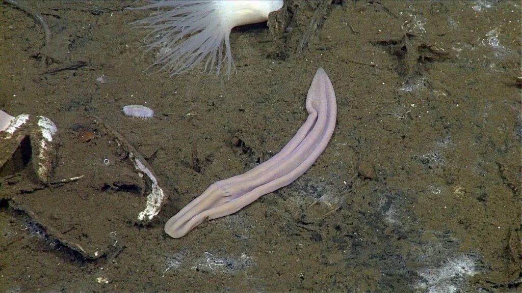 Морской червь моллюск. Лиловый носок Морское. Морской носок животное. Фиолетовый носок Морское животное.