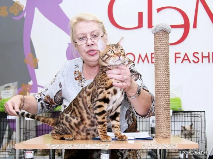 Вцф. Стандарт бенгальской кошки WCF. Роял бенгалы котята. Кошки чемпионы по спанью. Ua1wcf дни рождения.