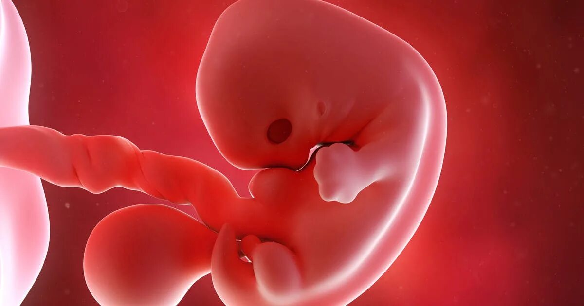 7 weeks. Человеческий эмбрион 6 недель.
