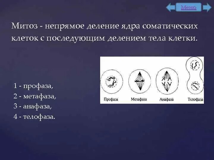 Митоз прямое деление клетки. Митоз Непрямое деление клетки. Митоз Непрямое деление. Деление митоза. Митоз фазы кратко