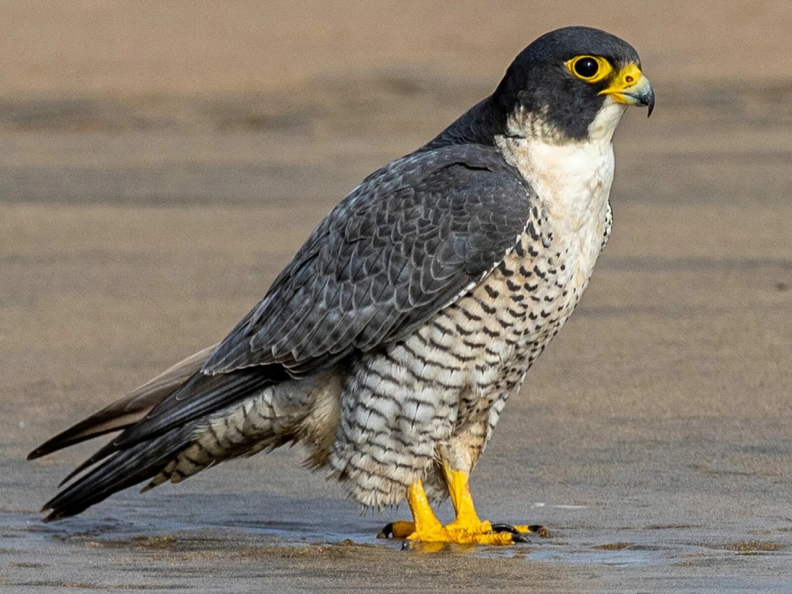 Сокол Сапсан. Сапсан – Falco peregrinus Tunstall, 1771. Сокол Сапсан самка. Сокол Сапсан птица. Fastest bird