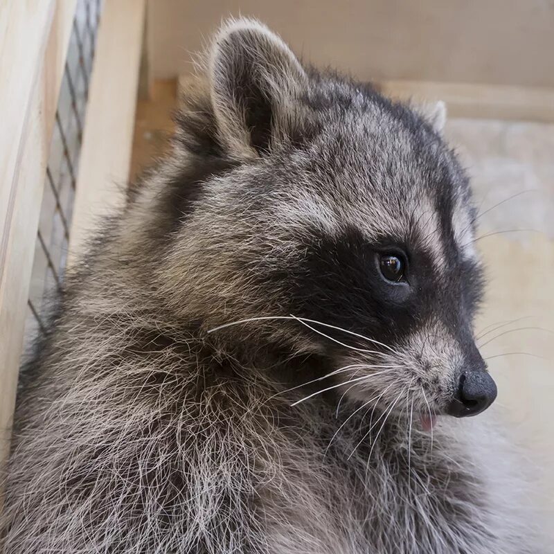 Енот полоскун крым. Енот-полоскун. Енот-полоскун. Енот-полоскун. Сколько рублей стоит енот.