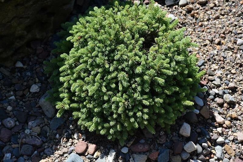 Ель эхиниформис описание. Ель канадская (picea glauca) echiniformis. ель обыкновенная echiniformis. ель канадская echiniformis. туя эхиниформис.