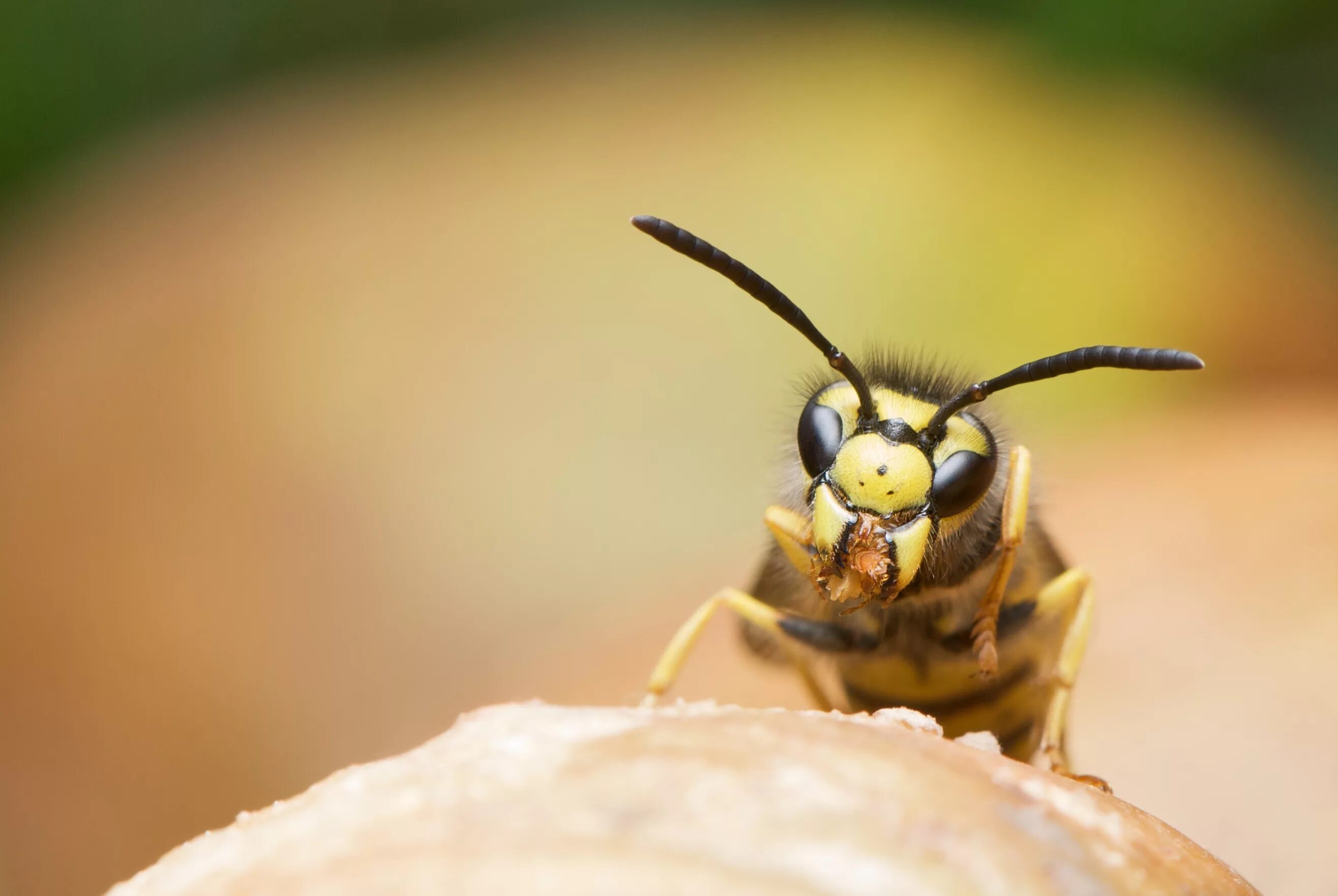 Домашние насекомые пчелы. Wasp Оса. Шершень обыкновенный. Муравей и Оса и. Шершень. И. пчела. Осы Рой.