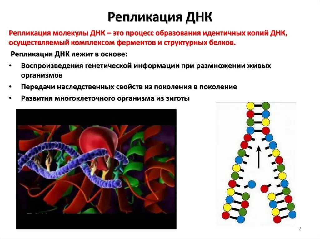 Молекулы днк хранят наследственную информацию. Репликация молекулы днк. генетическая информация удвоение днк 10 класс. днк носитель наследственной информации репликация днк. основы молекулярной биологии.