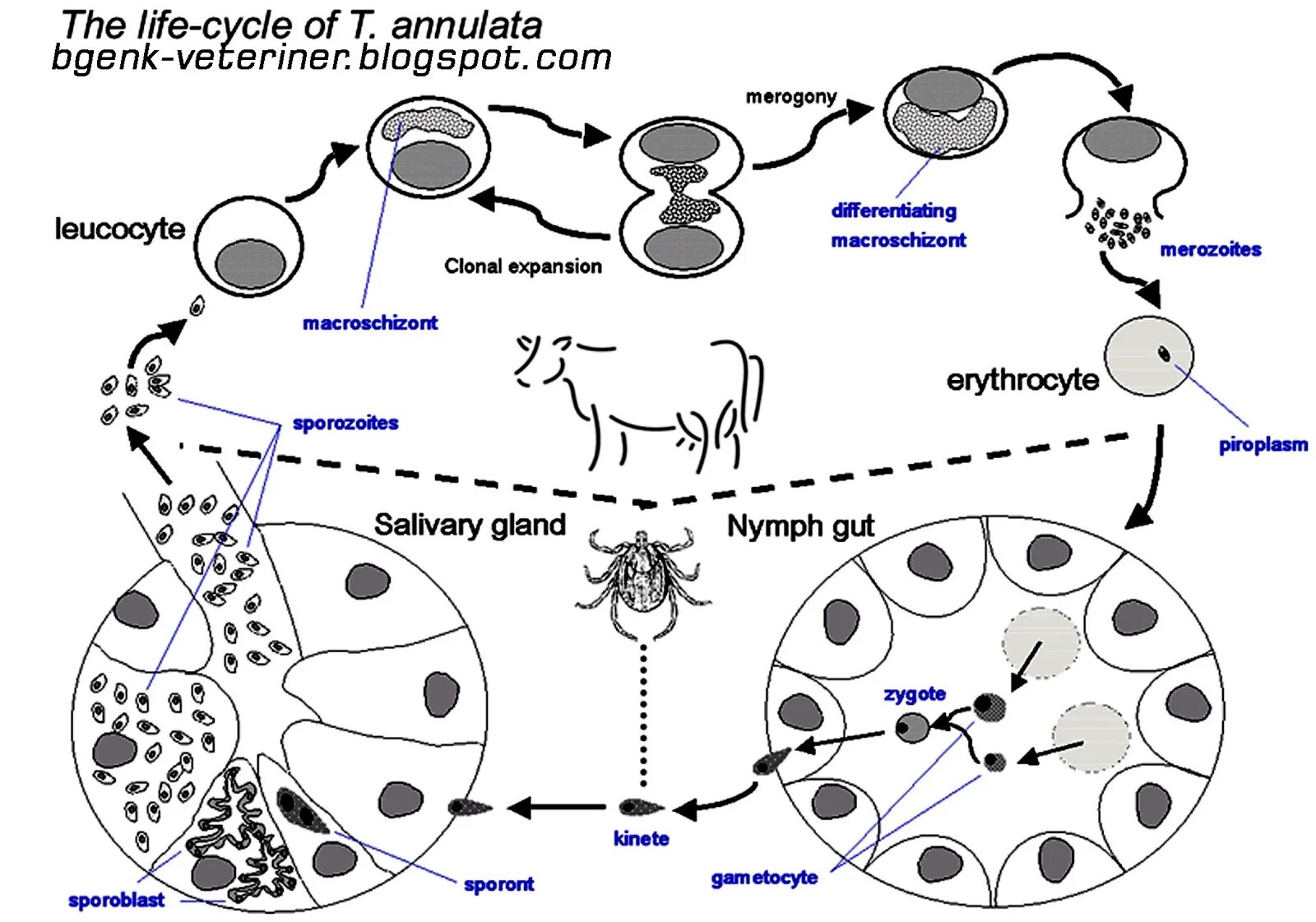Жизненный цикл возбудителя. Анаплазмоз крупного рогатого скота цикл развития. Пироплазмоз КРС жизненный цикл. Пироплазмоз крупного рогатого скота.