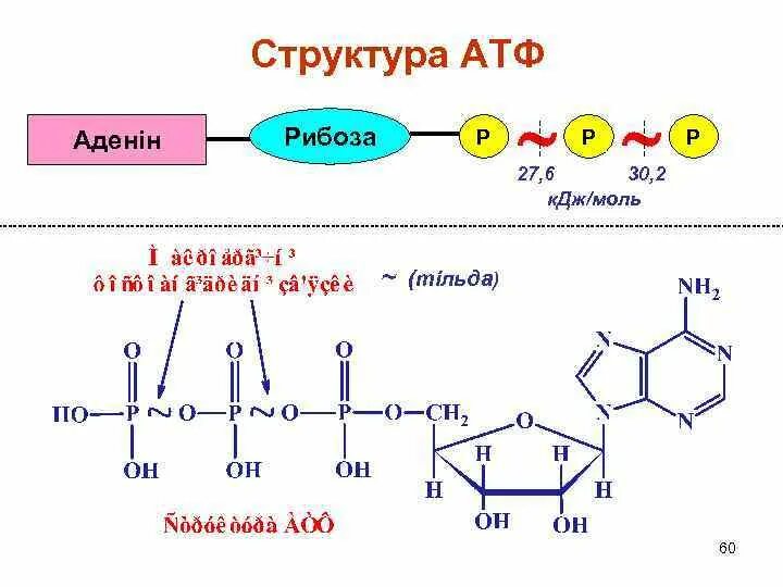Молекула атф состоит из. Атф формула биохимия. структура атф биохимия. химическая структура атф. структурная формула атф биохимия.