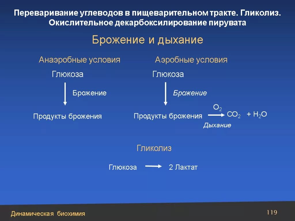 Спиртовое брожение глюкозы гликолиз. Дыхание гликолиз брожение. Дыхание гликолиз брожение. Спиртовое брожение атф. Брожение анаэробное дыхание.