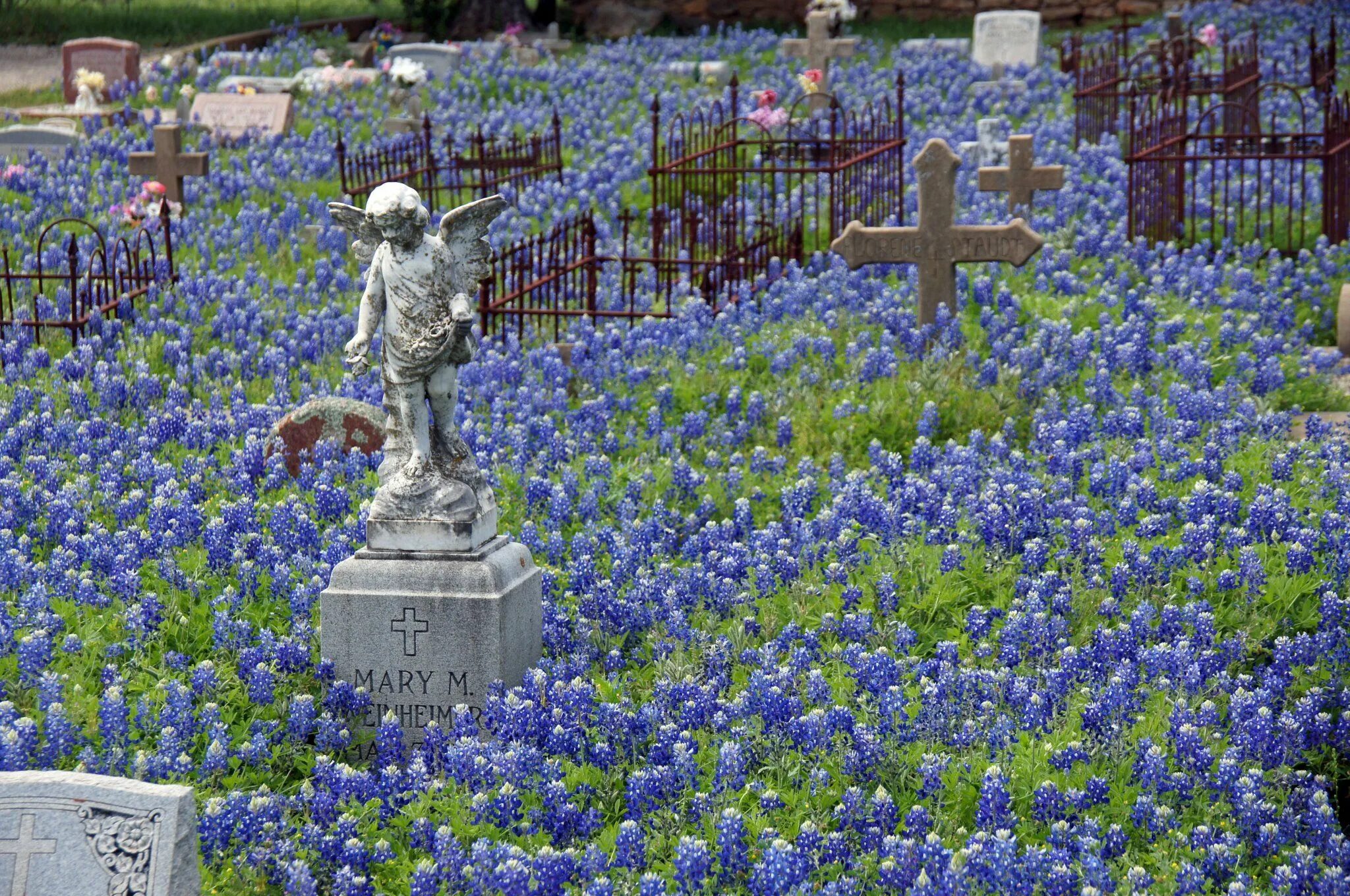 Цветы на кладбище спб. Бернардинское кладбище незабудки. Синие цветы на кладбище. Цветы на кладбище многолетние. Кладбищенские цветы.