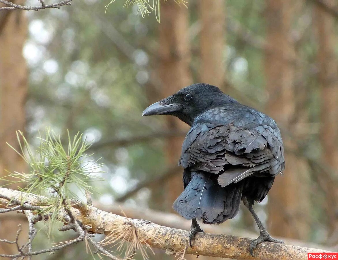 новокаледонский ворон. ручной ворон. серая ворона меланист. ворон живет в лесу. ворона меланист.