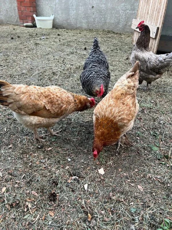 Наседка 2019. Опять курица. Курица опять курица. Курица опять курица. Курочка по зернышку клюет.