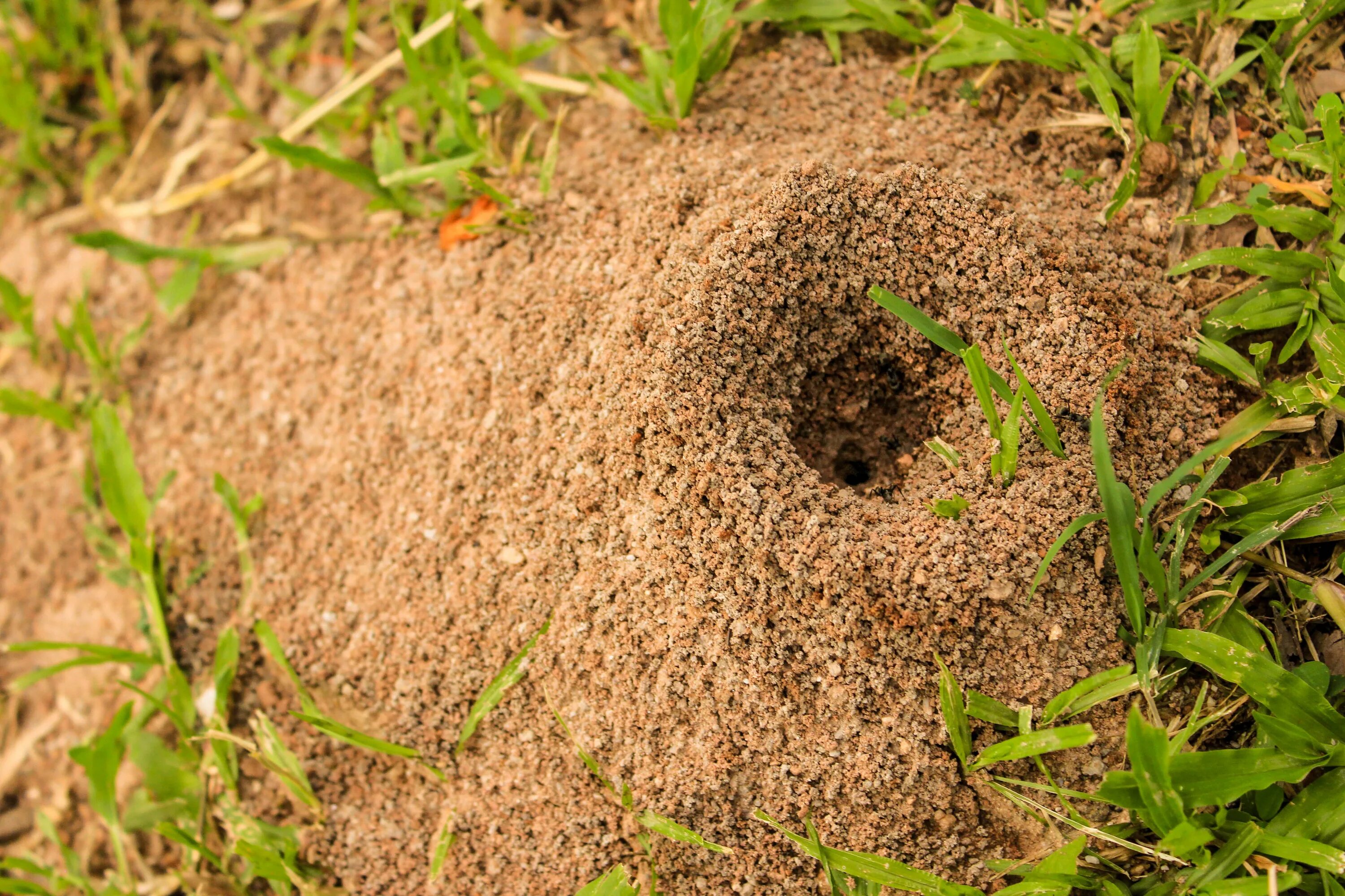 Солдат расположился на ночлег вблизи муравейника. Земляные муравейники. Муравейник на дачном участке. Земляной Муравейник на участке. Гнездо муравьев.