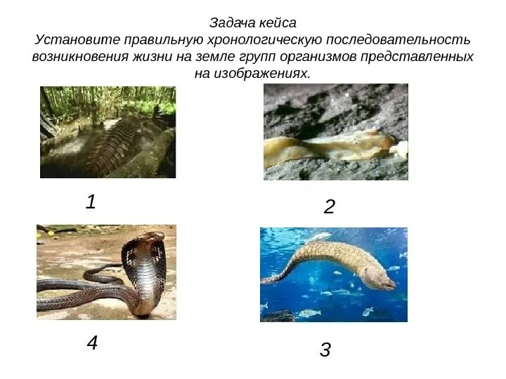 Установите последовательность возникновения групп животных. Последовательность возникновения организмов. установи правильную последовательность возникновения на земле. правильная последовательность появления организмов на земле. последовательность возникновения групп животных.