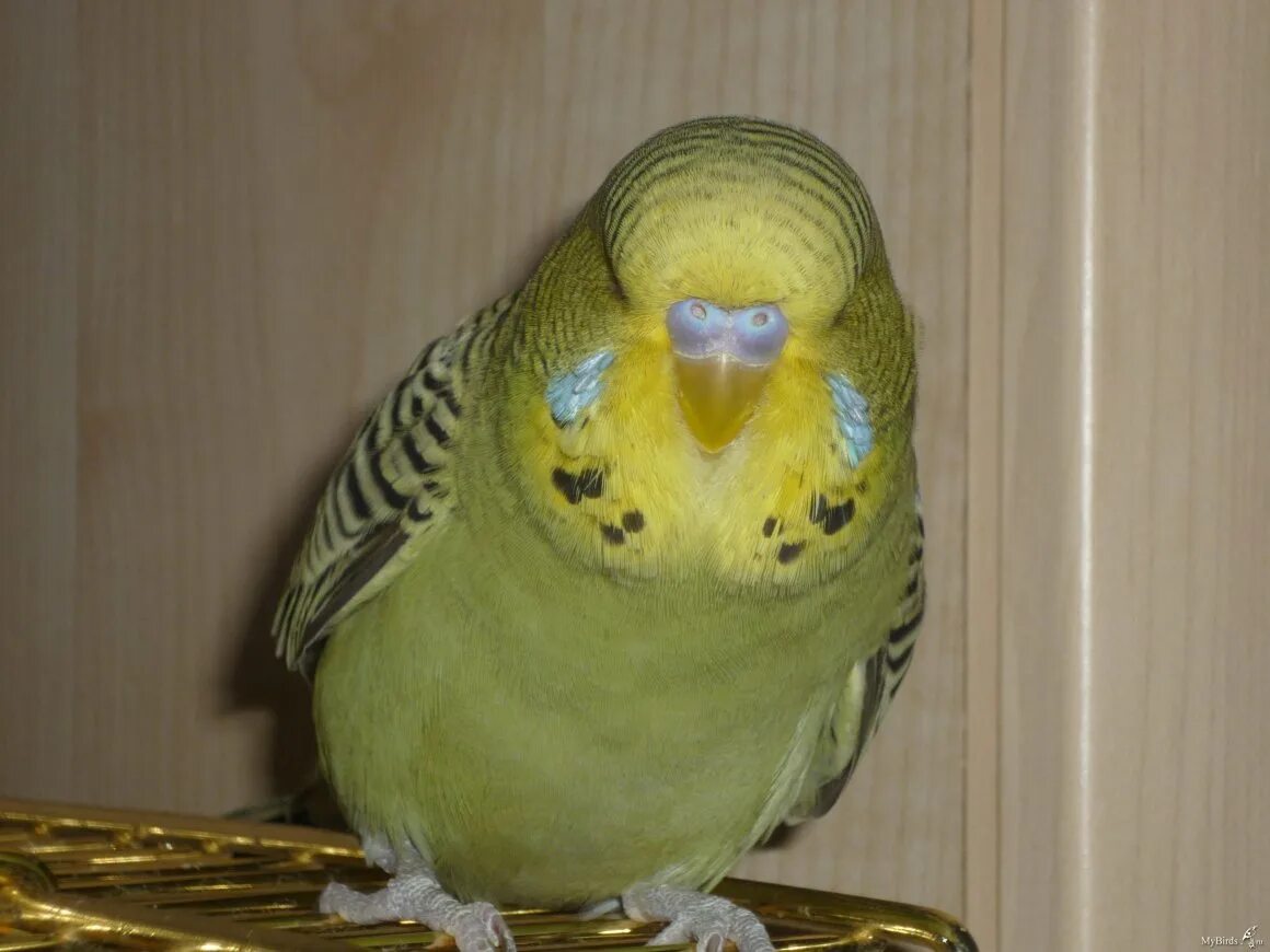 Беременные попугаи волнистые. Как выглядит беременный попугай. Беременная самка волнистого попугая. Беременные попугаи волнистые. Беременный волнистый попугай.