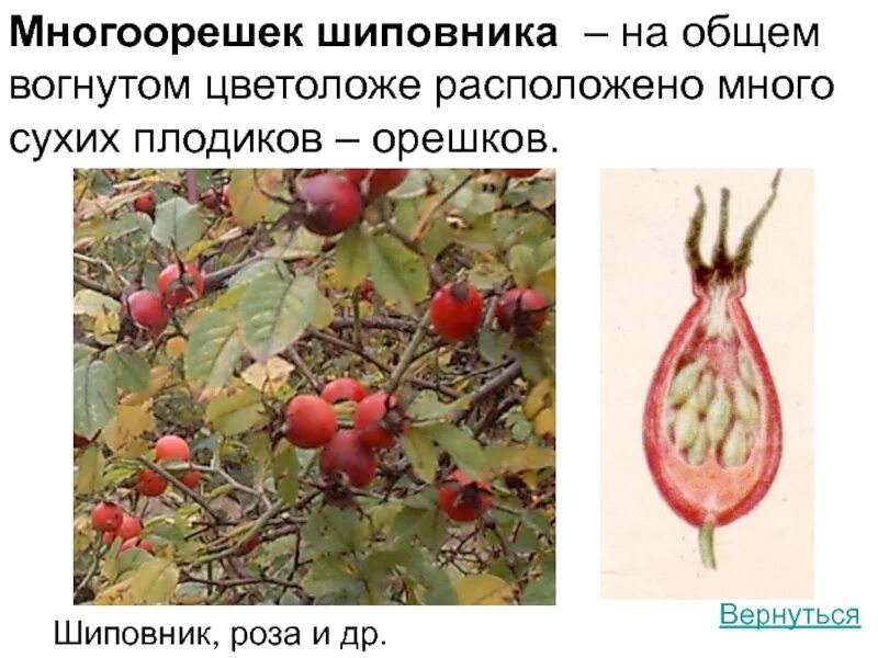 Многоорешек плод сухой. Плод многоорешек схема. Строение плода многоорешек. Плод земляничина (фрага). Многоорешек примеры.