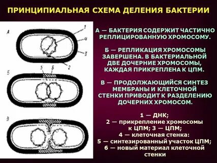 Деление кольцевой днк