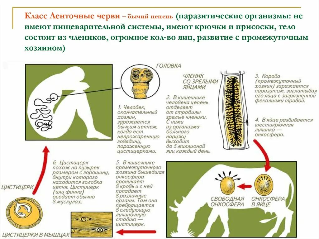 Установите последовательность происходит развитие бычьего цепня. Установите последовательность происходит развитие бычьего цепня