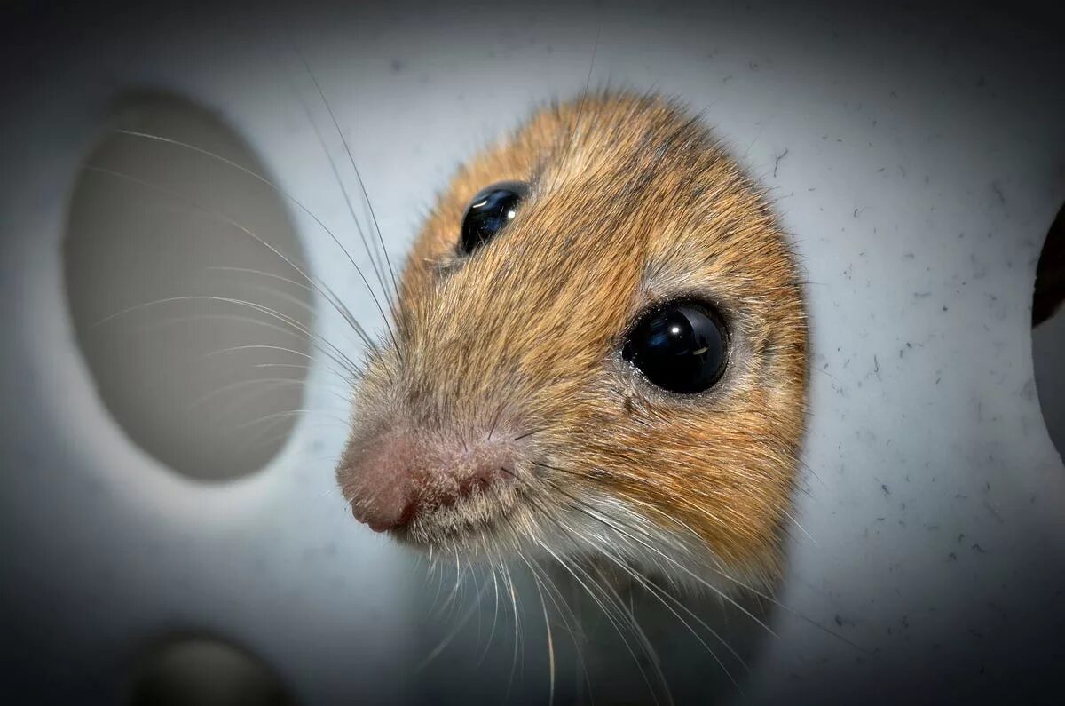 Зрение мыши. Мышиный глаз. Глаза мышки. Нос мыши.