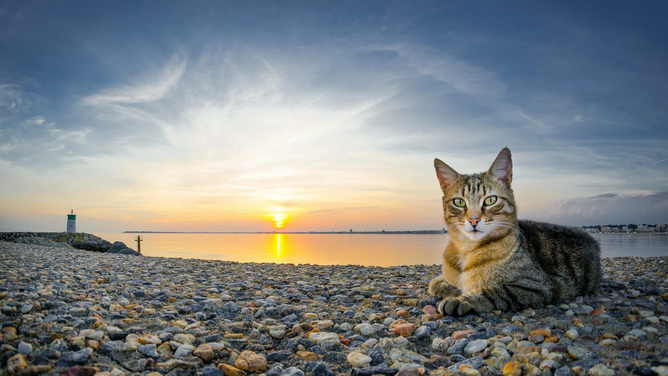 Египетская МАУ кошка. Котик на море. Рассвет на море. Кошка на рассвете.