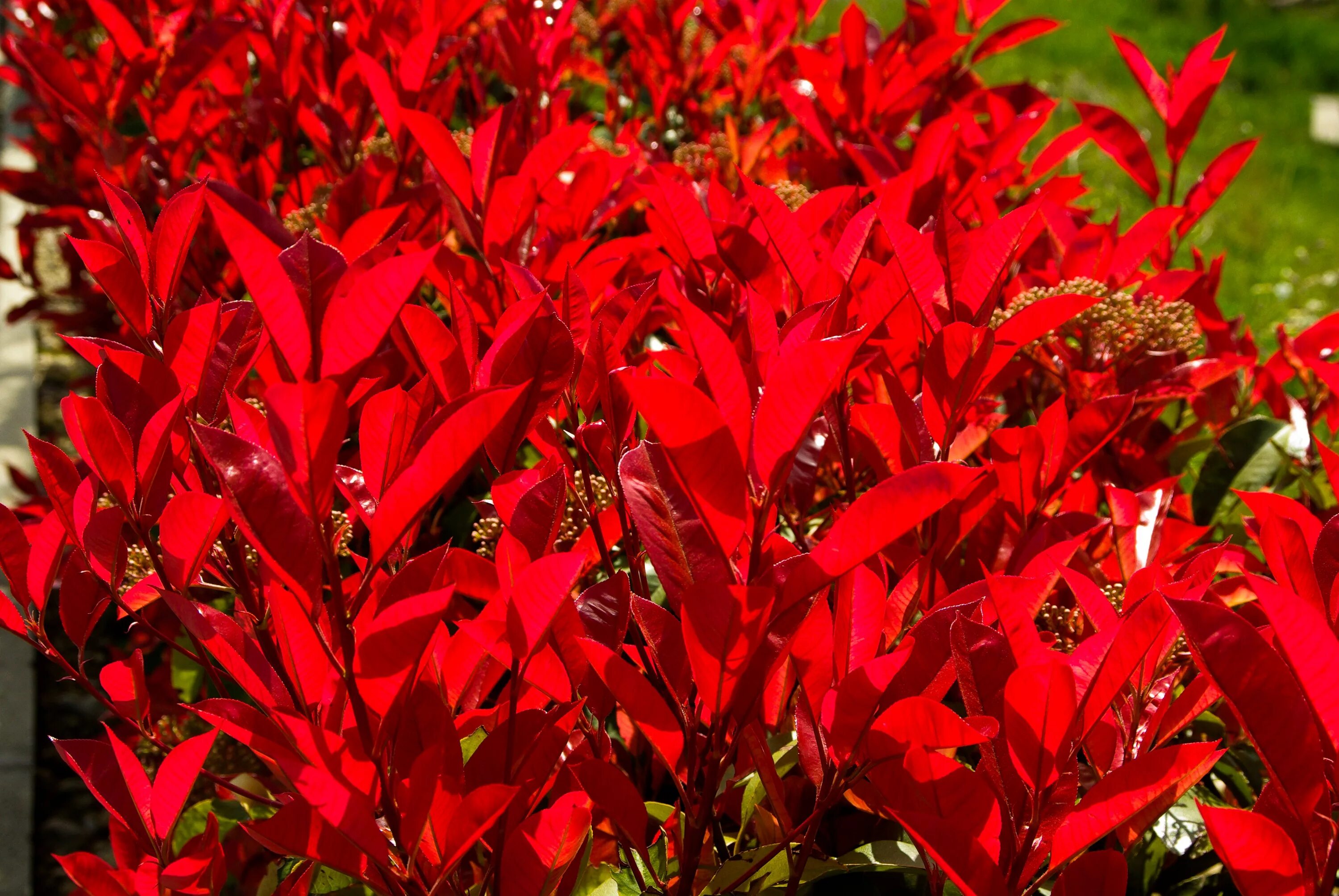 Red plant. Фотиния Фразера. Кустарник Фотиния Фразера. Фотиния Фразера Red Robin. Фотиния краснолистная.