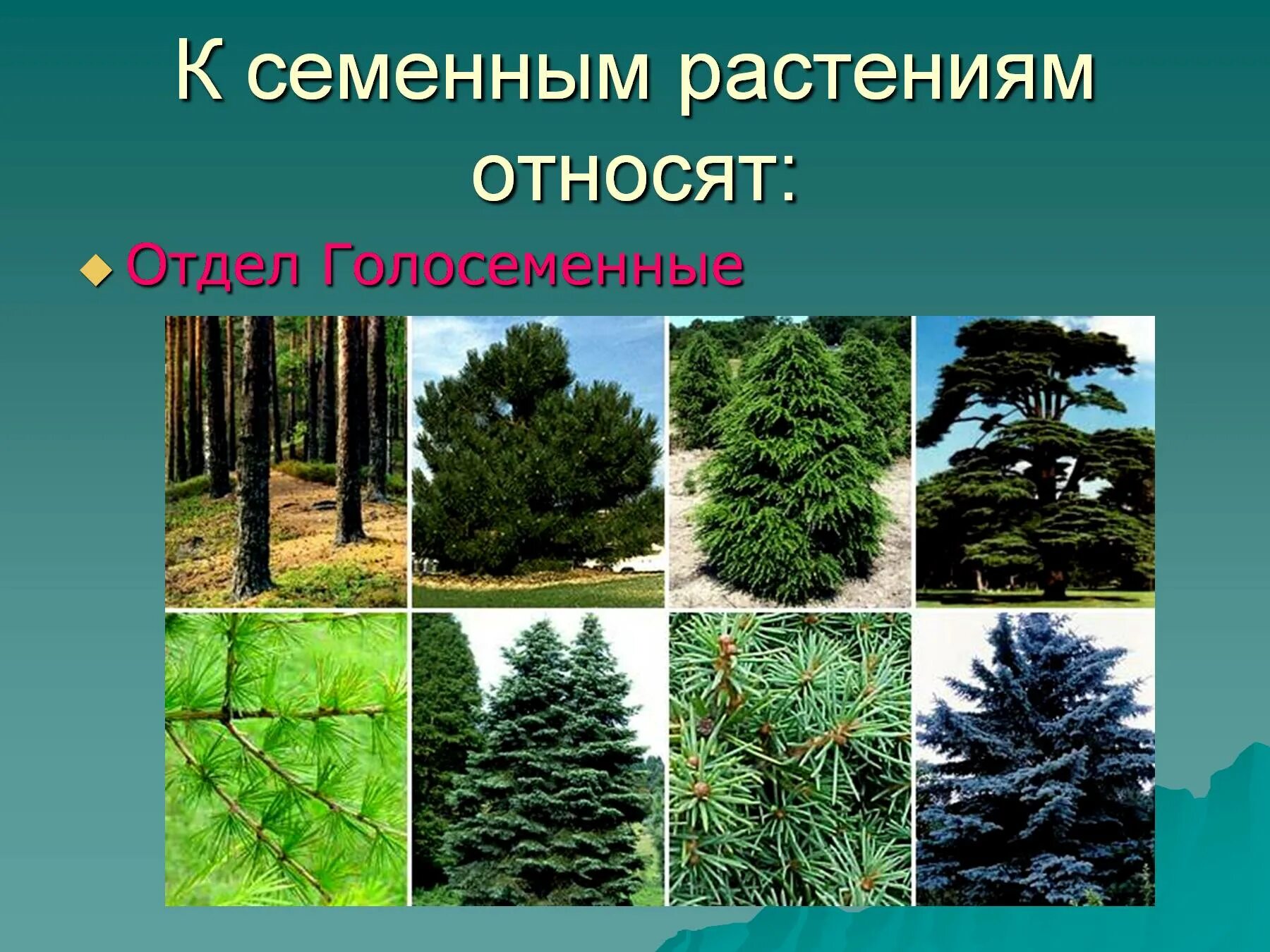Почему голосеменные высшие семенные растения. Царство голосеменных. семенные и голосеменные растения. голосеменные отдел семенных растений. растения относящиеся к семенным растениям.