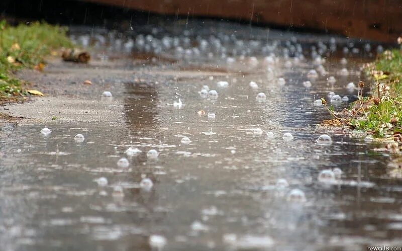 Дождь лужи. Лужа в траве. Слизнепад террария. Слизневый дождь. Terraria король слизней босс.