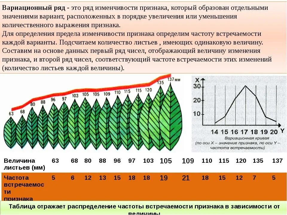 Увеличение количества по сравнению с. Модификационная изменчивость ввриационнфй РД. Вариационный ряд модификационной изменчивости. Норма реакции вариационный ряд и вариационная кривая. Построение вариационного ряда.