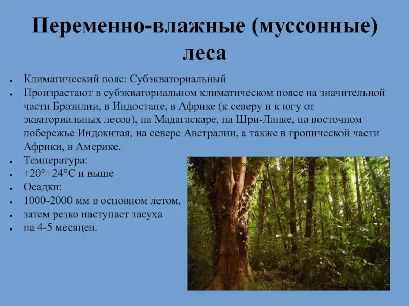 Зона муссонных субтропических лесов таблица. Переменно влажные муссонные леса пояс. Муссонные леса природная зона. Зона переменно влажных муссонных лесов климат. Переменно влажные леса температура