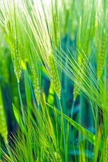 Plant wheat